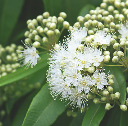 Myrtle Nutrition's Plant of Myrtle