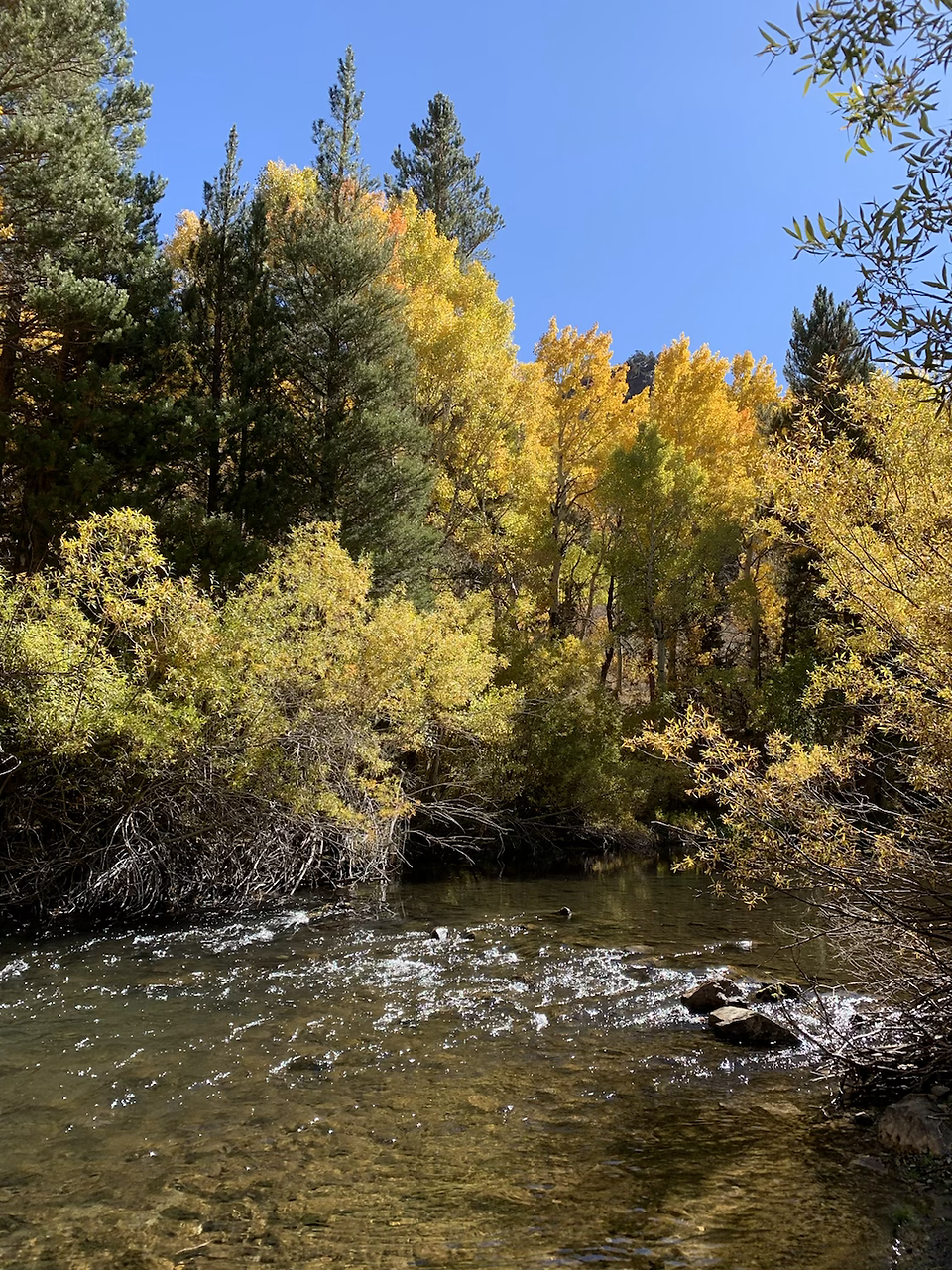 Creek in June loop 