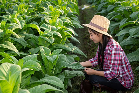 mujer-agricultora-ve-tabaco-campo_1150-5857.jpg