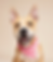 Verspielte Hundebandana im pink-roten Herzmuster Mit Hund