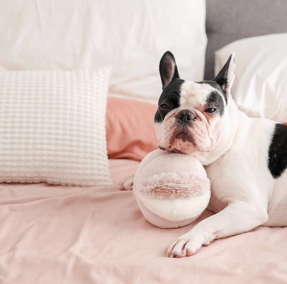 Kleiner Hund schnüffelt an einem rosa Schnüffelball und sucht versteckte Leckerlis – ideales Denkspiel für Welpen und kleine