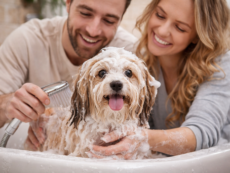 Langhaar Hunderassen grĂŒndlich waschen