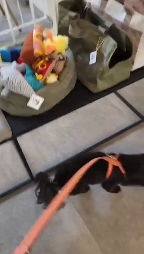 Miniaturbild: Hundegeschirr aus Leder in Beige mit Video von Leelo
