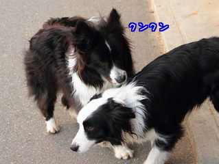 同類