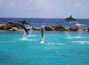 Dolphins sea.jpg