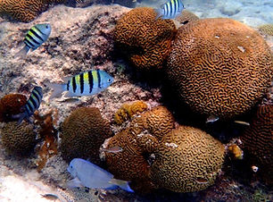 Snorkling reef.jpg