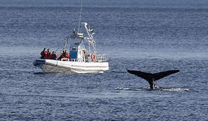 croisière en zodiac tadoussac les écumeurs.png