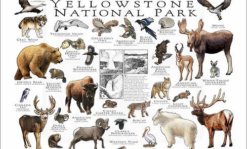 wildlife of Yellowstone National Park