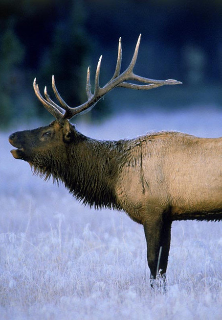 elk.jpg