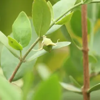 サムネイル： ホホバ種子油配合（保湿成分）