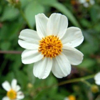 サムネイル： タチアワユキセンダングサ 花 抗炎症 抗酸化