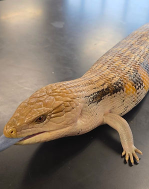 Blue Tongue Skink