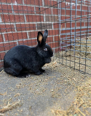 rabbit