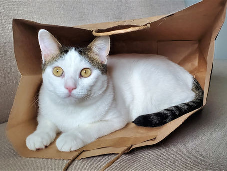 8 best things I have bought for my cat!