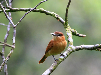 Bird on Branch