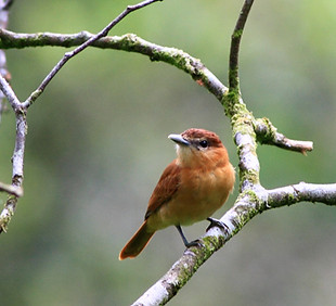 Bird on Branch