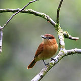 Robin