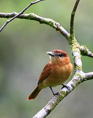nourriture naturelle oiseaux du ciel