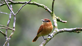 AFW City Path: Bird Walk at The Green-Wood Cemetery Brooklyn, NY Sat 5/2/26 (Rain or shine)
