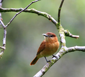 Robin
