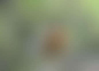 Exploring the Melodies of the Skies: A Short Glimpse into Avian Science