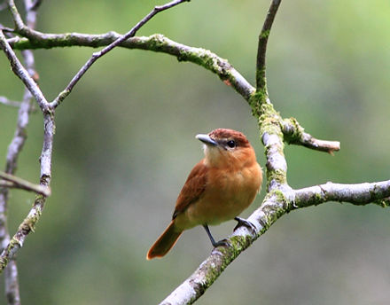 Wild Bird