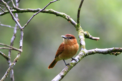 A russet-colored small bird on a tree branch.
