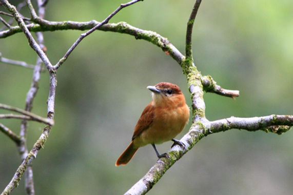 Robin
