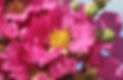 Pink myrtle flower – symbolic of transformation