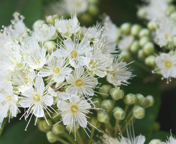 White Myrtle Flowers- symbol of love