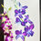 Thumbnail: Exotic Orchids