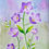 Thumbnail: Balloon Flowers