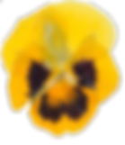 A delicate pansey flower, pressed and preserved with intricate details