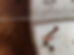 Thumbnail: Cocoons (Red Wigglers)