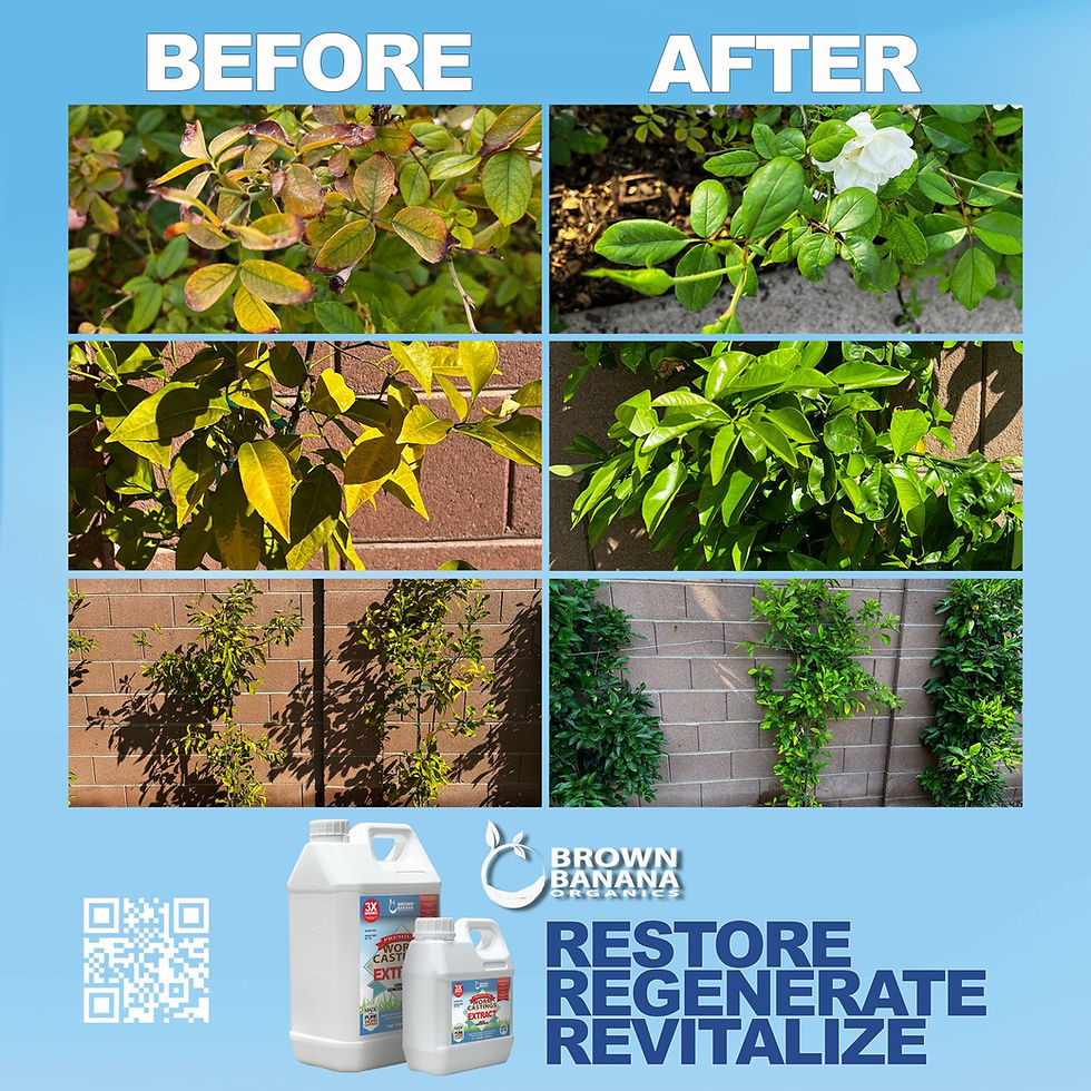 Thumbnail: 1 Liter Worm Castings Extract (1 L / 1 QT / 32 OZ)