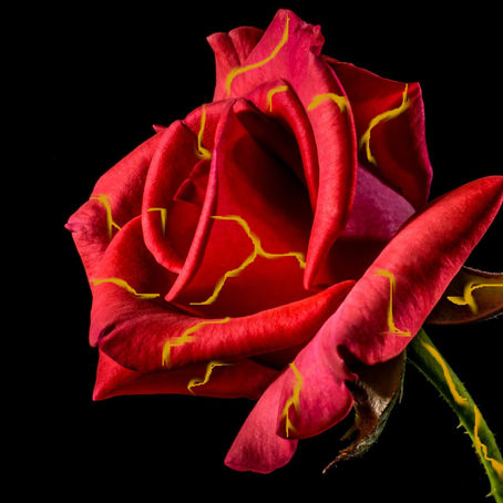 About ¦ Kitania Rose (Part 2)