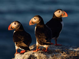 6 Facts You Didn’t Know About Atlantic Puffins