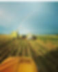 Back view of a forage harvester cutting maize and blowing it inot a green trailer