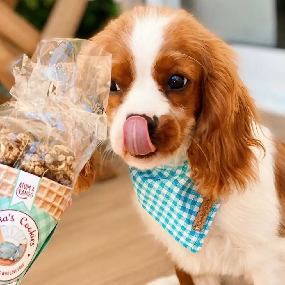 Miniature : Bouchée poulet & Thon 