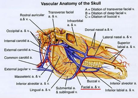 vascular.jpeg