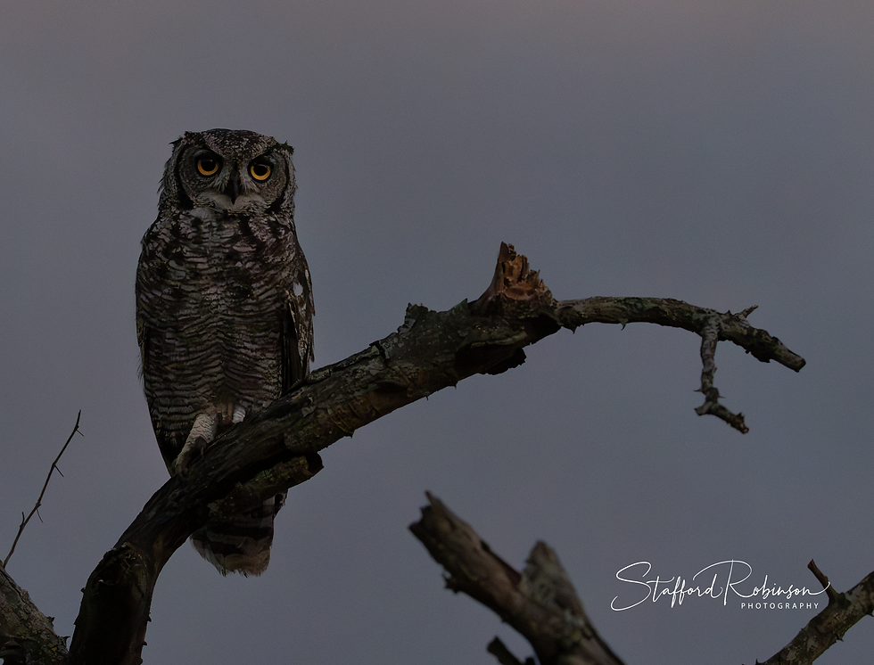 owl at sunset