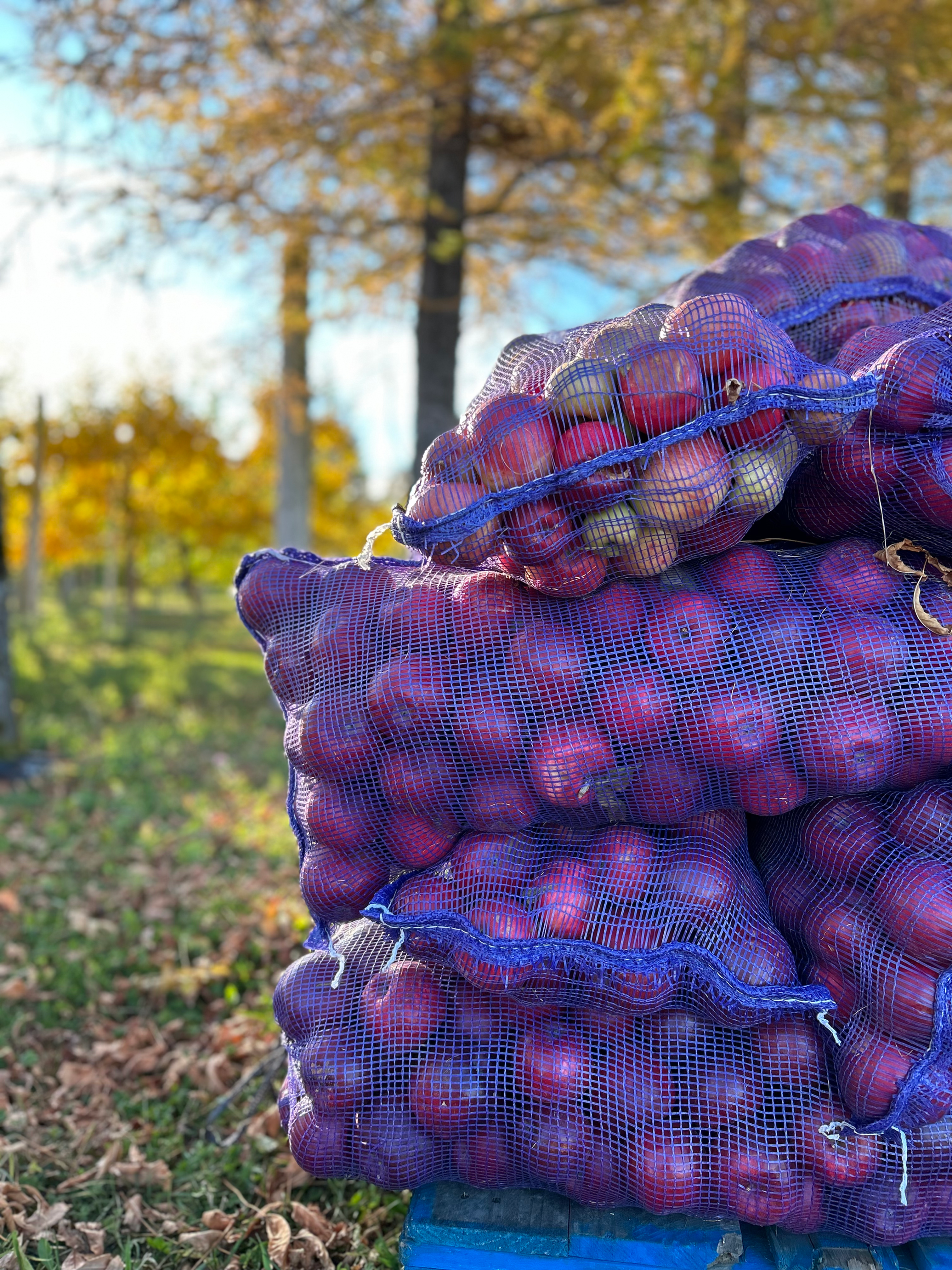 Poches de pommes à chevreuil