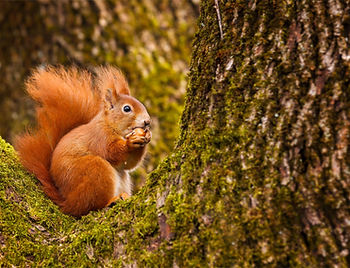 red-squirrel-munching-on-a-hazel-nut-royalty-free-image-1599203407.jpg