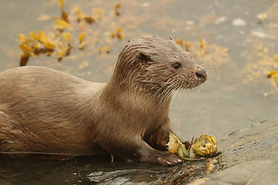 C76I8032-otter-dog-700.jpg