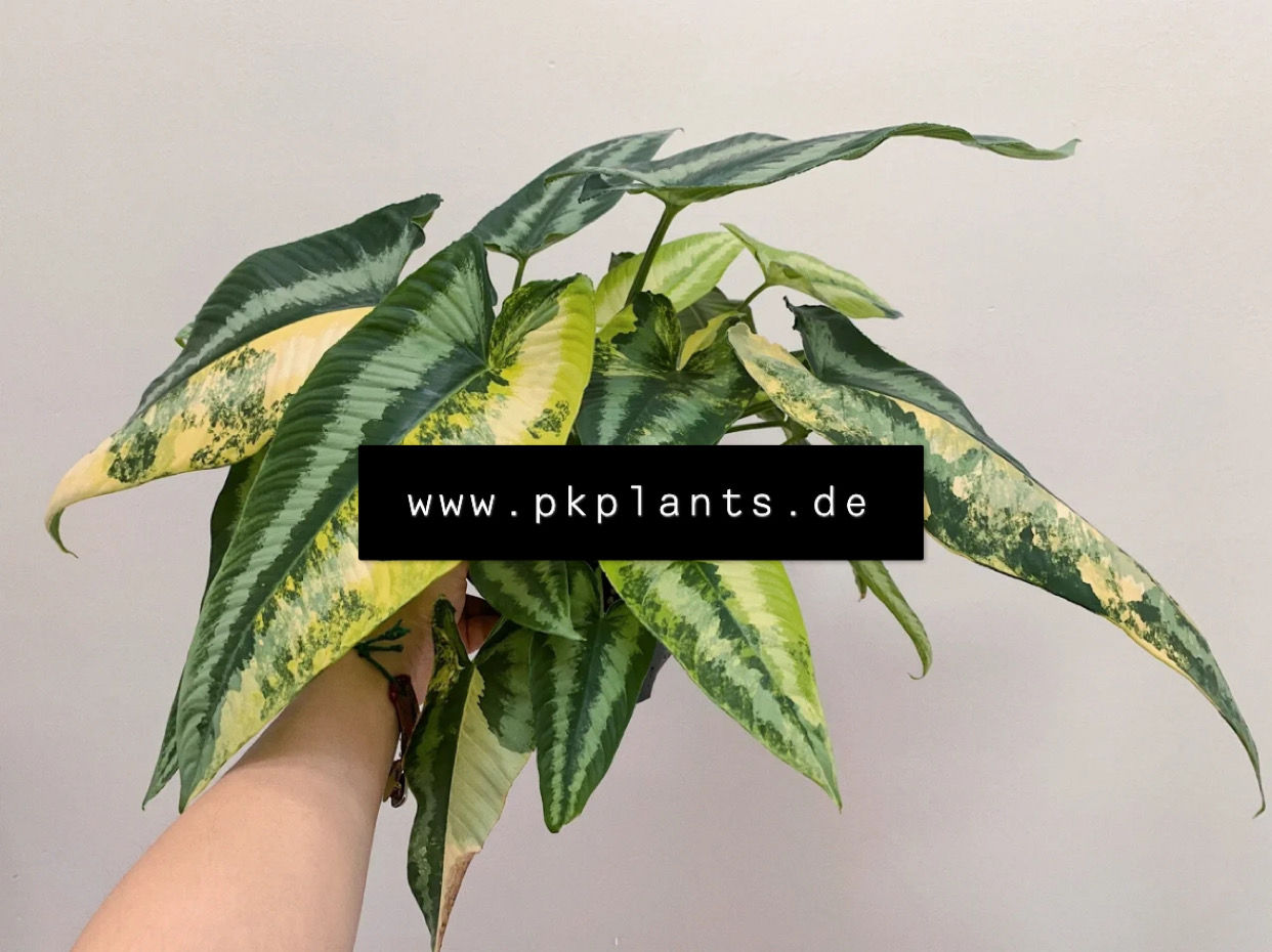 Schismatoglottis Wallichii variegata 10pcs