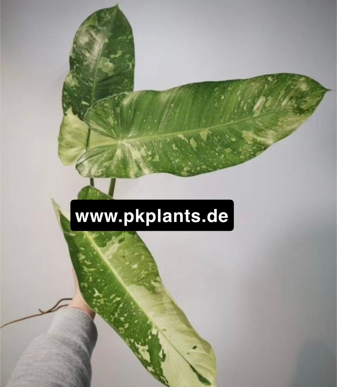 Philiodendron Jose Buono Variegata 100pcs