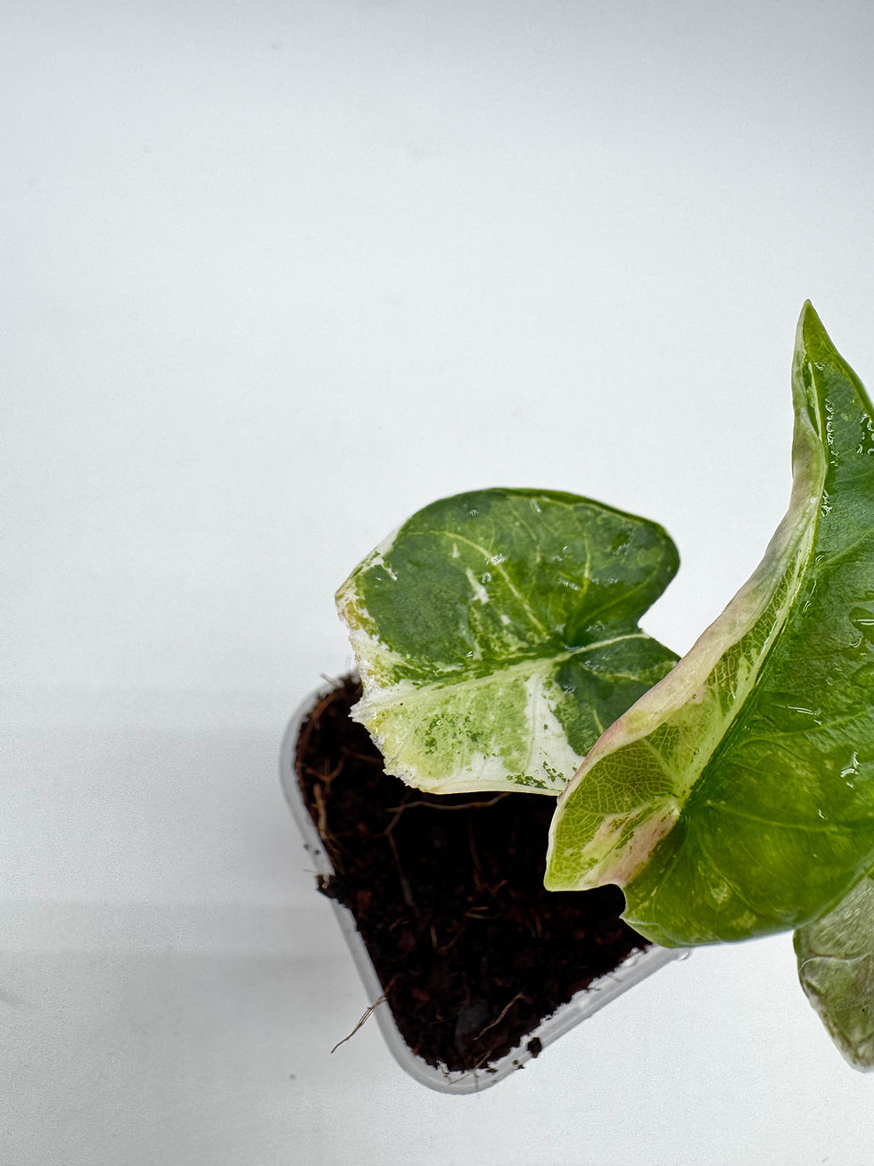Miniaturbild: Alocasia Reginae Pink Variegata
