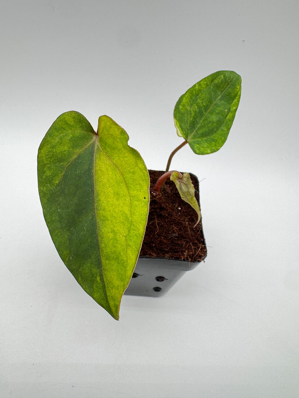 Miniaturbild: Anthurium Red Vein Dark Phoenix Variegata