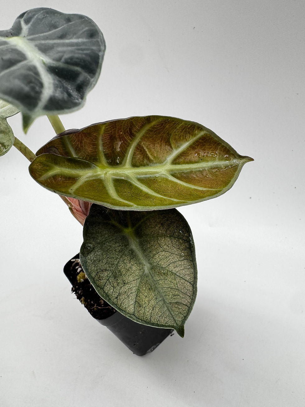Miniaturbild: Alocasia Heart Balloon Mint Variegata