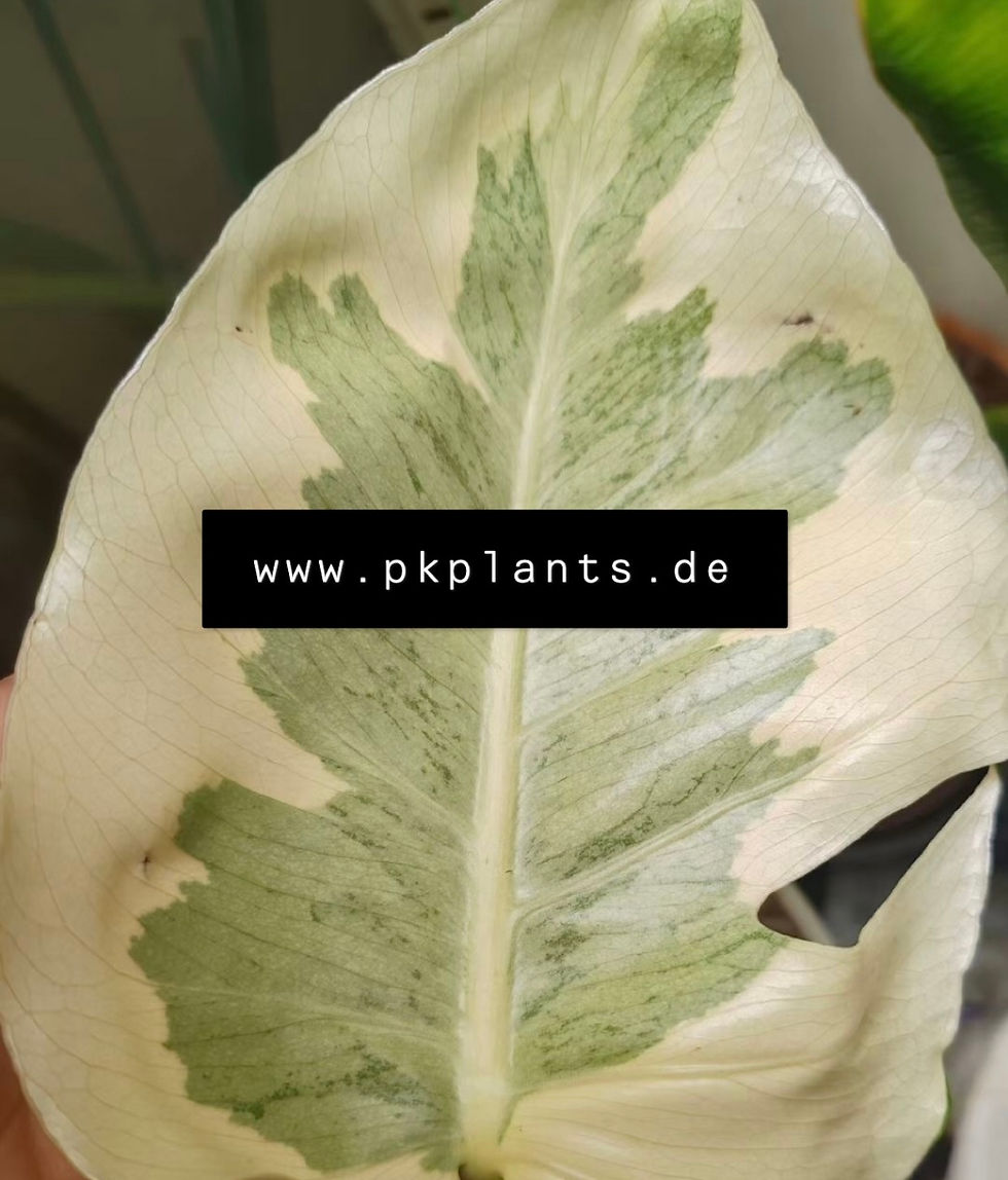 Monstera White Lava Grade B 10pcs -on request